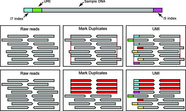 Diagram showing PCR duplicate reads
